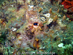 An octopus photographed at Bell Bouy reef in Port Elizabe... by Anthony Wooldridge 
